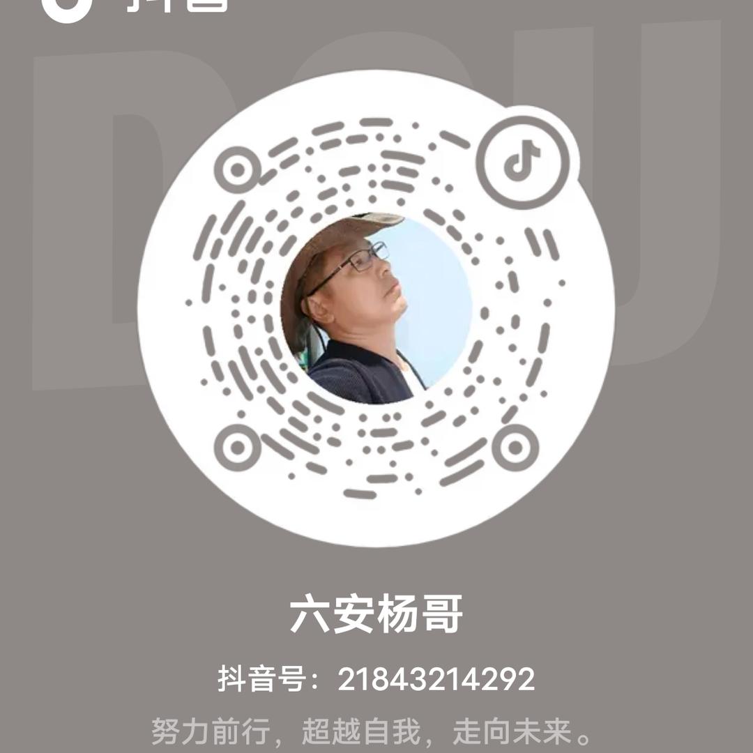 灰蚂蚁