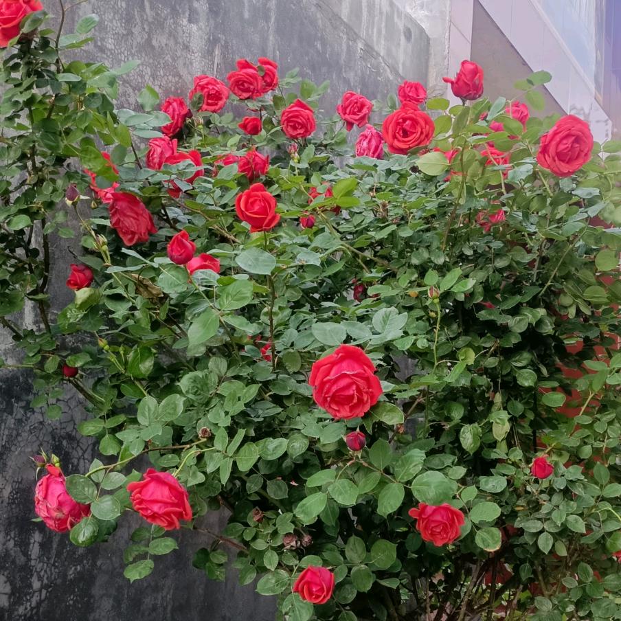 春暖花开