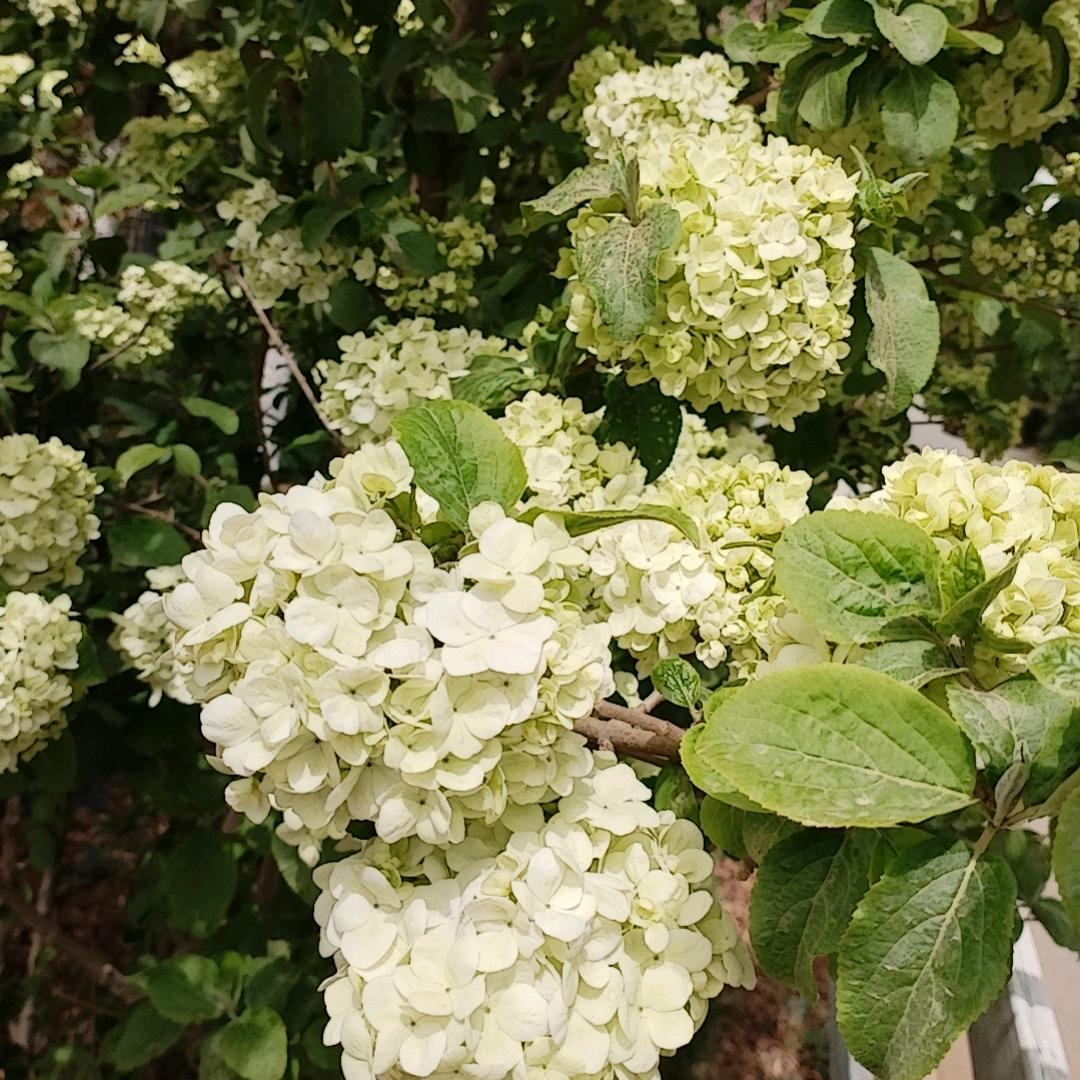 黑暗的影子