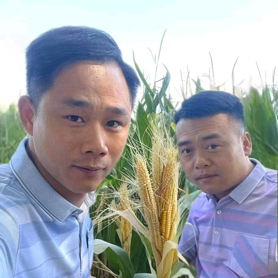 三根老葱