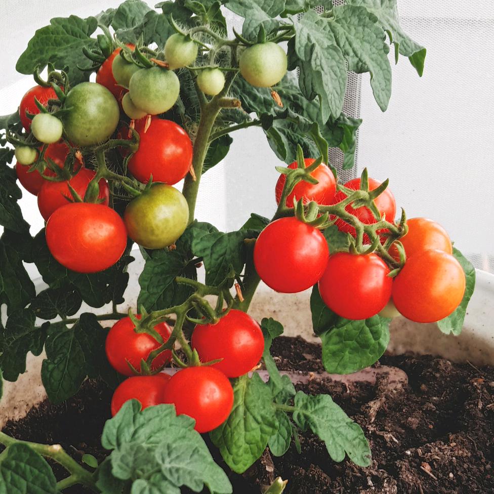 🌹🌴🌵我就是我，🌵🌹