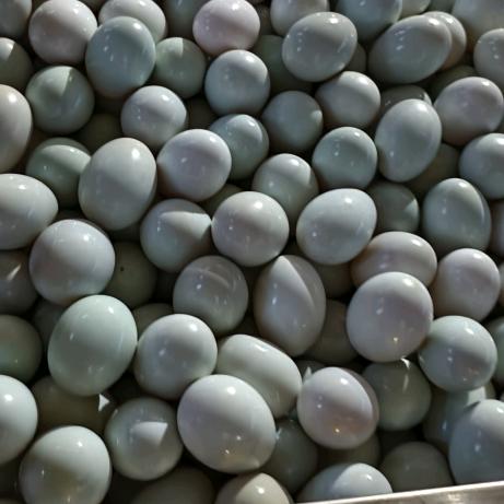 蚌埠市禹会区思臣禽蛋批发经营部