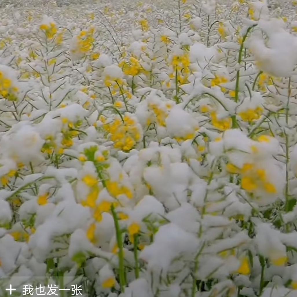 点心