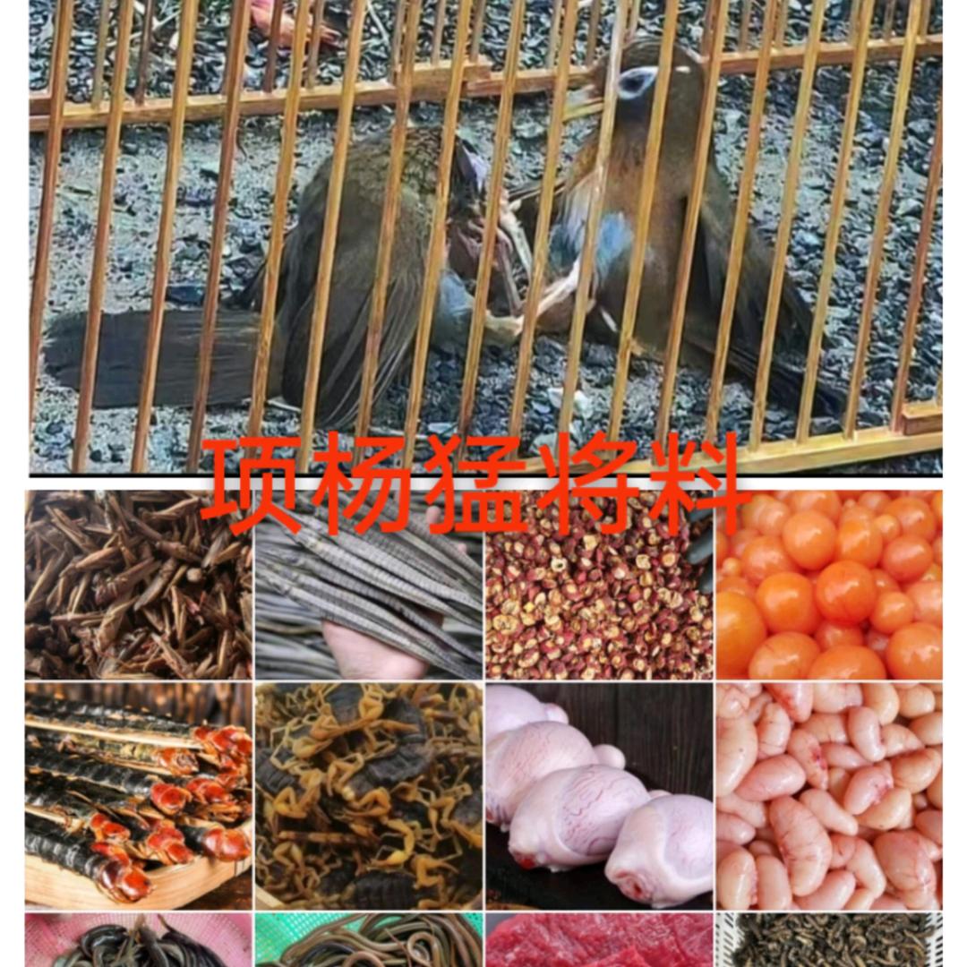 项杨猛将料