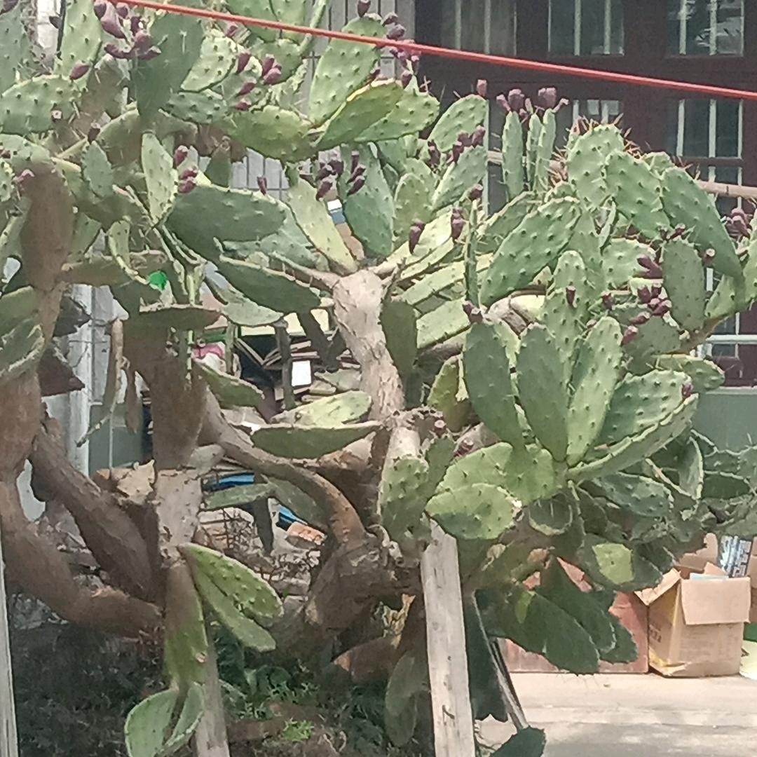 拼博一生，全年对外出租蜜蜂，果树大棚受粉