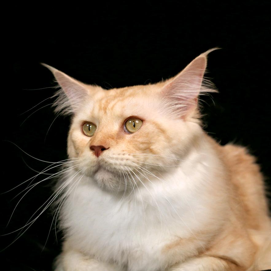 即墨（三角洲行动）