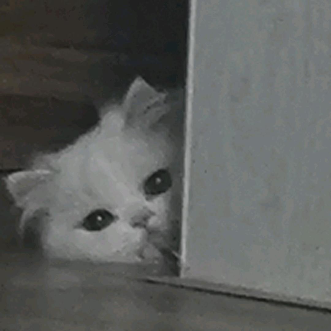 非洲倔强大野驴