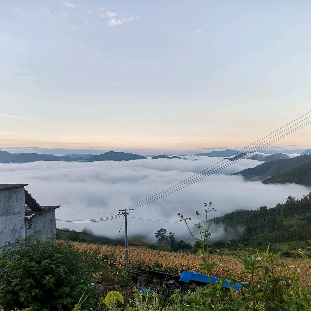 本地黑山羊