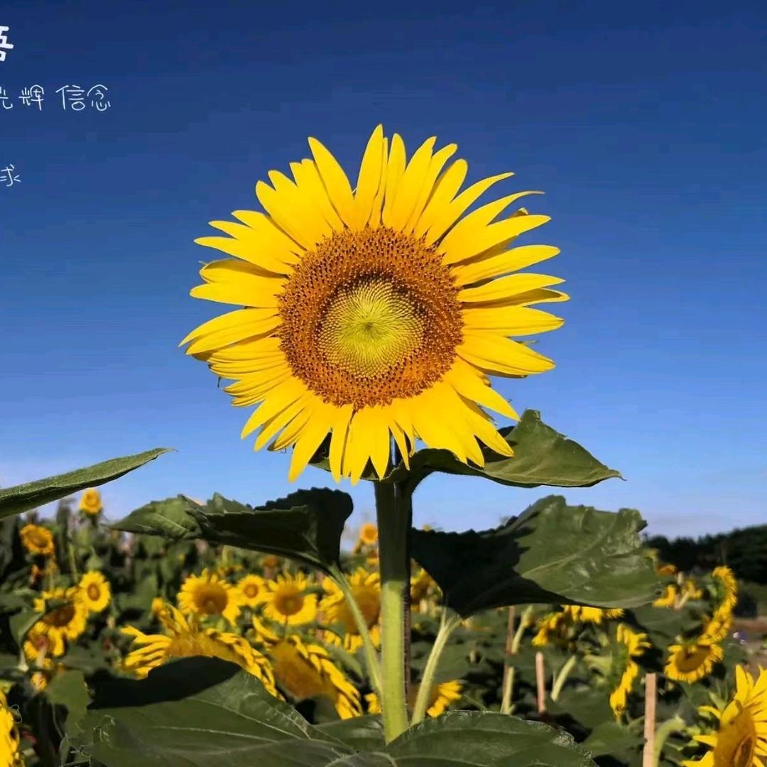 雪妮儿
