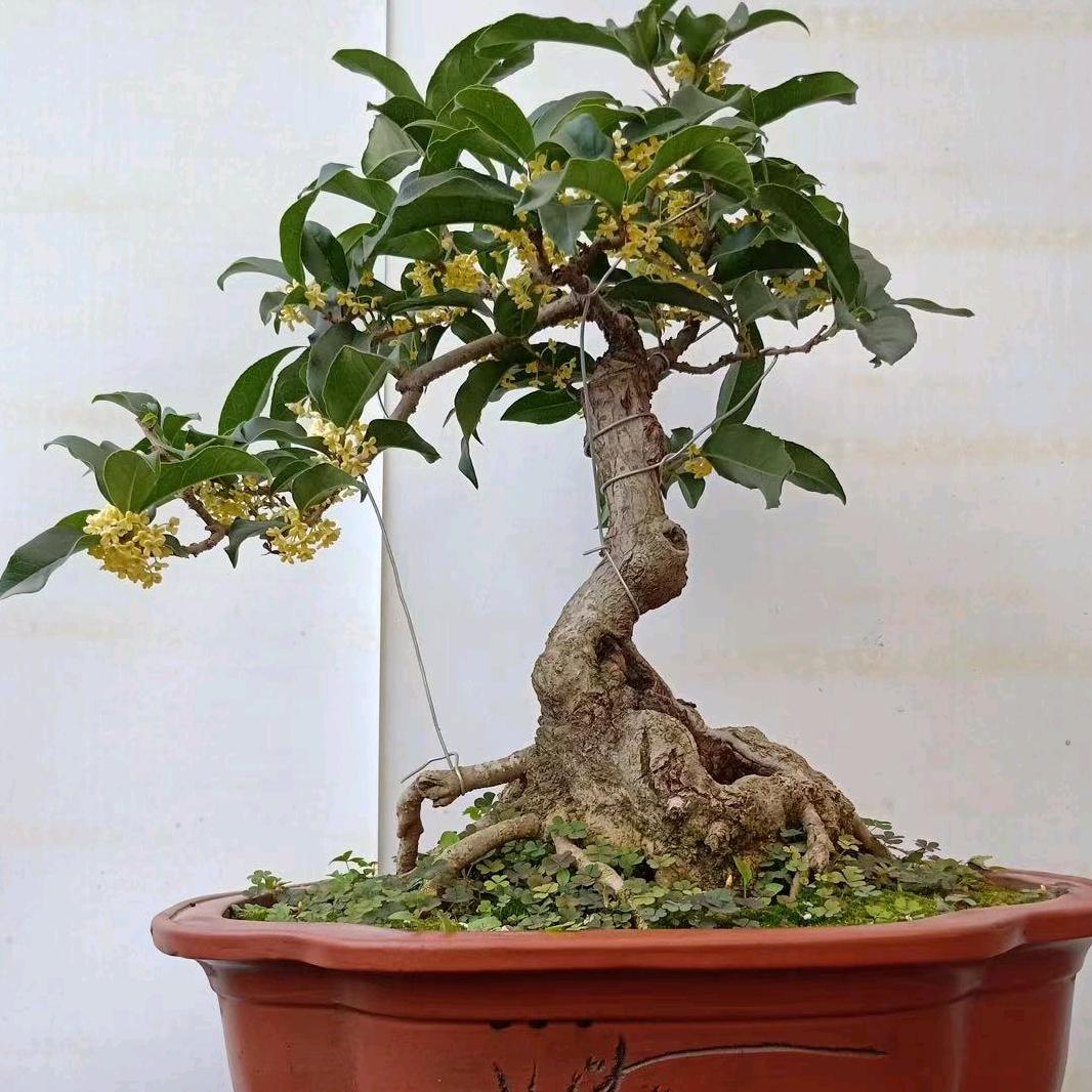 揽客多绿植盆景