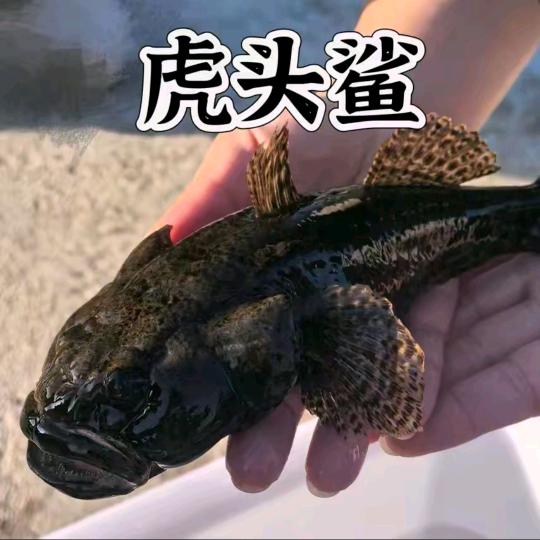 建恒虎头鲨养殖基地