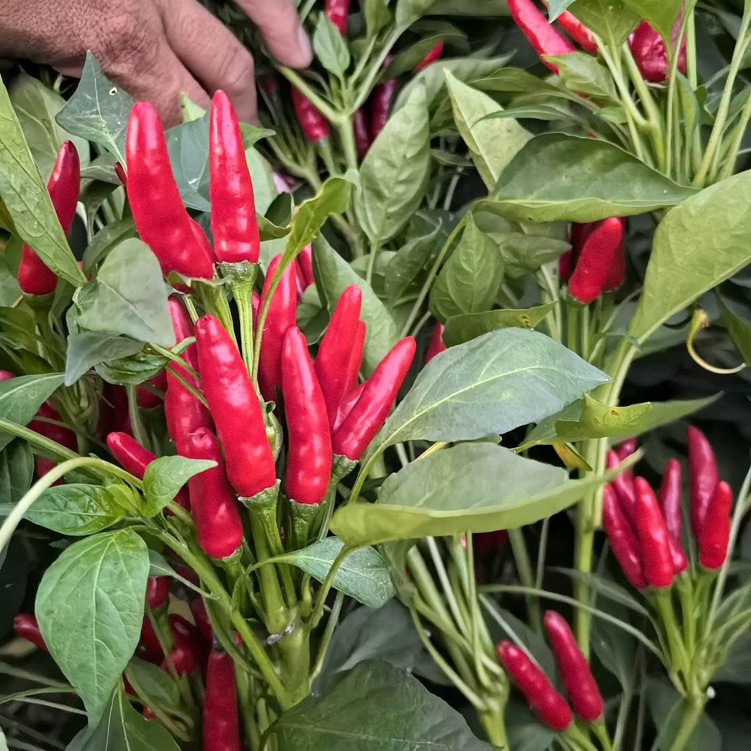 内黄新一代种植基地（内黄县禾鸿种植农场）