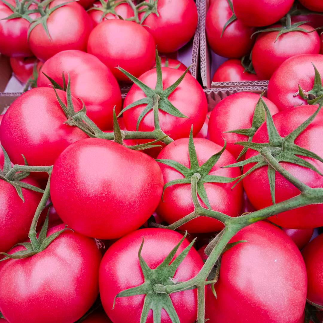 桃林镇苏赛蔬菜批发经营部(代收)