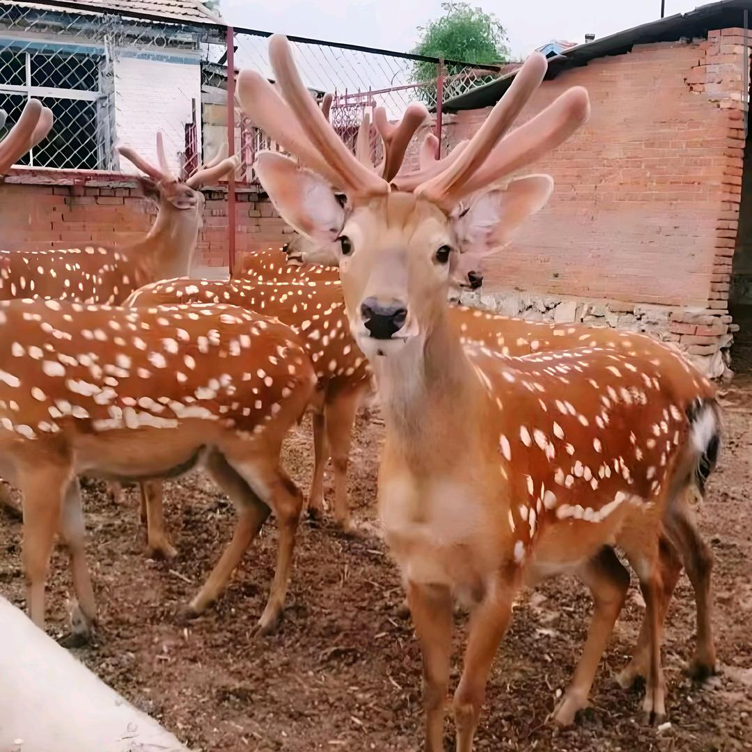 桐乾滋补养生专营店3号
