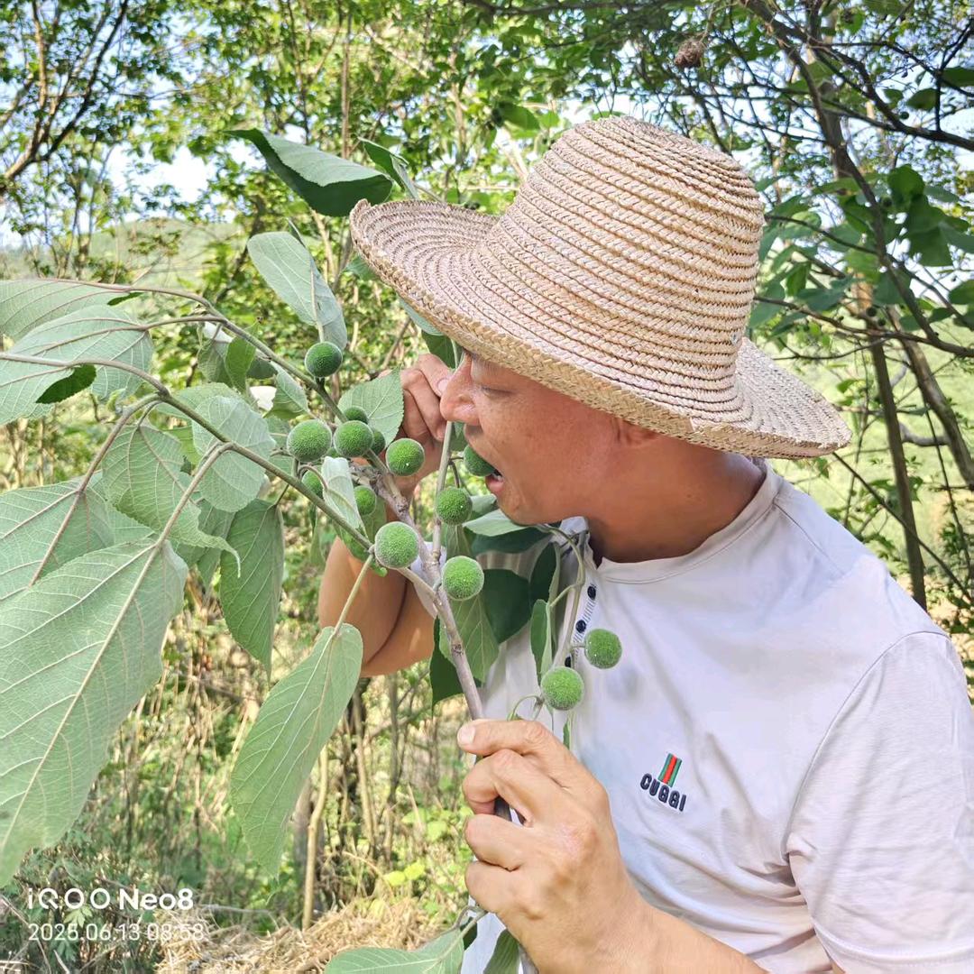 神农尝百草