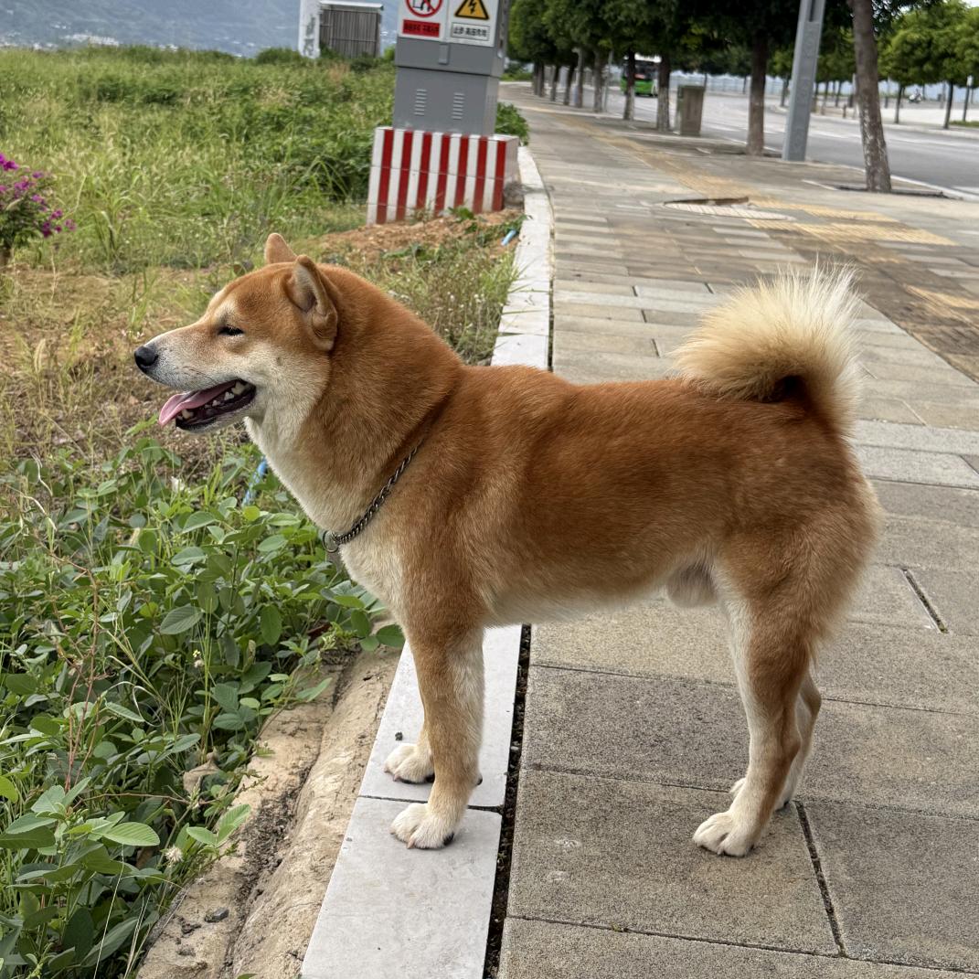 开心🐶