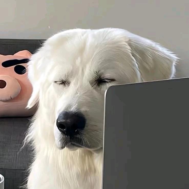又炸毛了