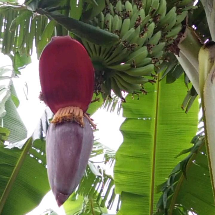 淡淡人生，静静的过