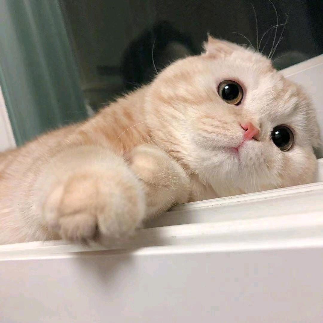牛肉