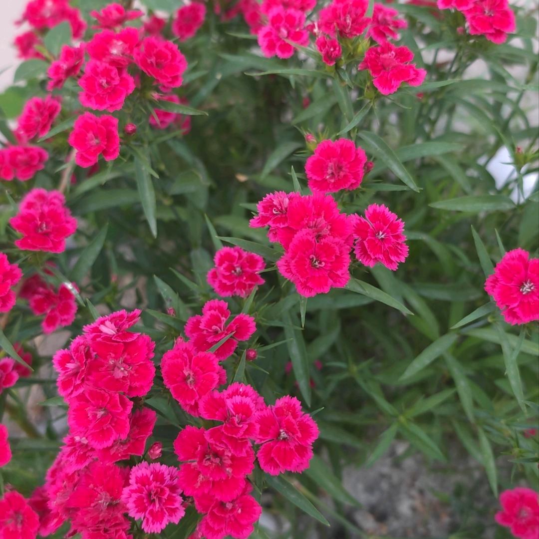 🌹曾经再美🌹也是伤害🌹