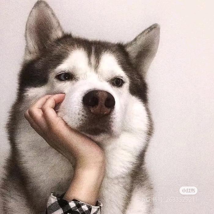 森林之汪