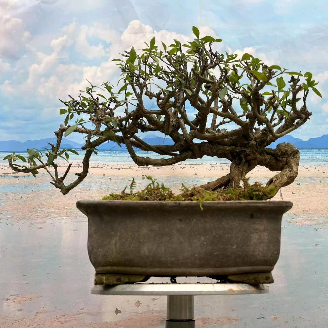 浙江三门一园园艺种植场官方号