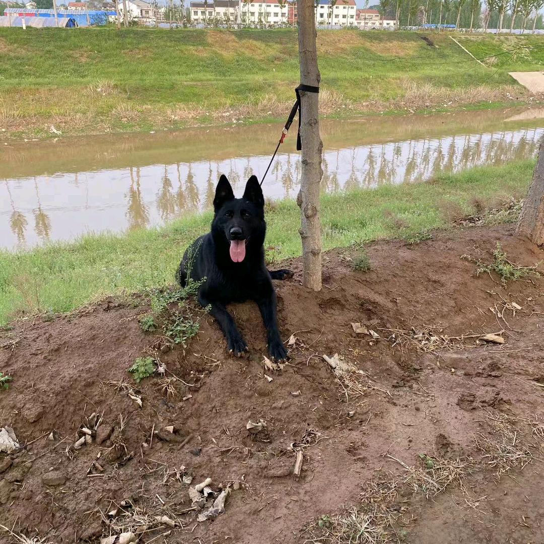 CSV-虹瑞繁德犬舍(老孟)
