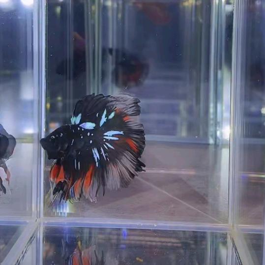 鱼次元-微九🪄