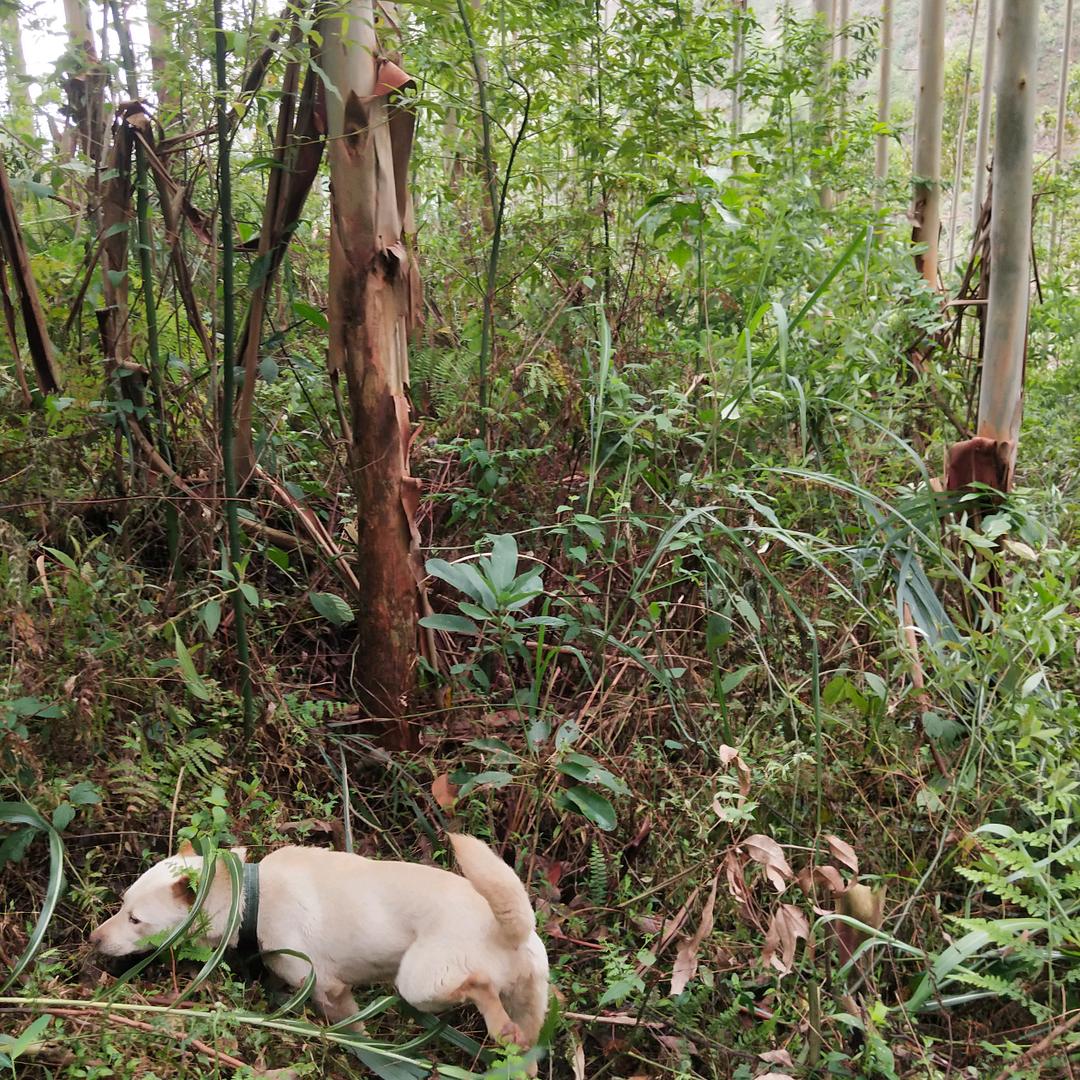 真心相爱
