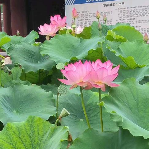 帝花芝秀