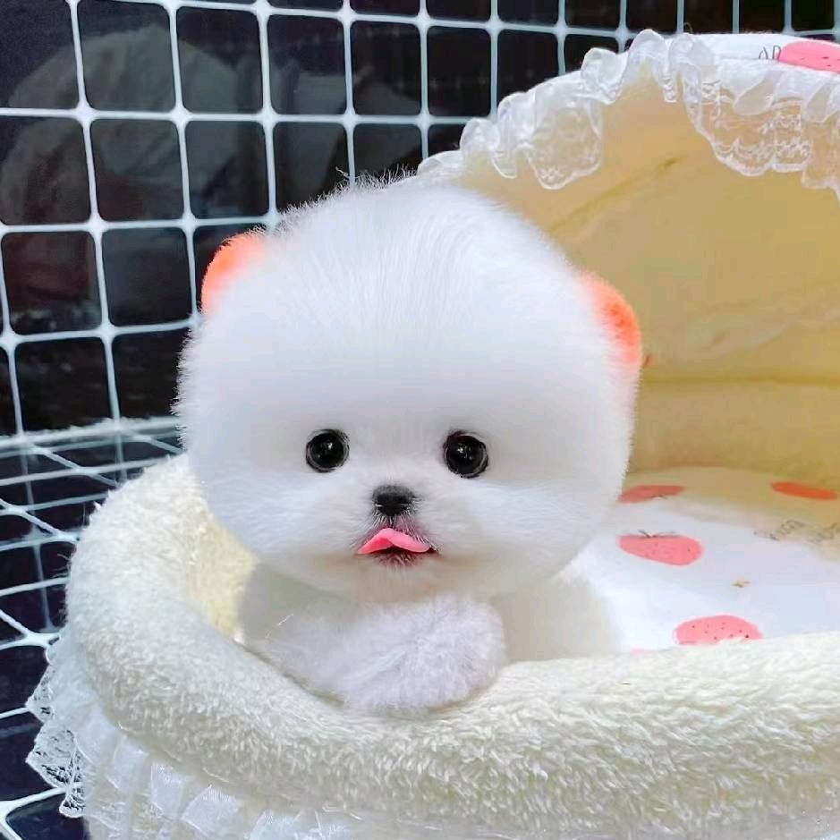 鹏鹏博美茶杯犬