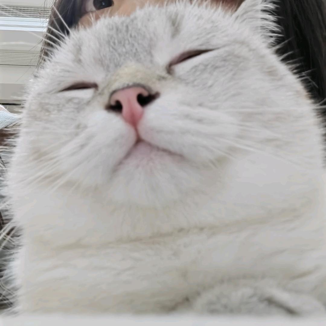 邮一棵耶耶