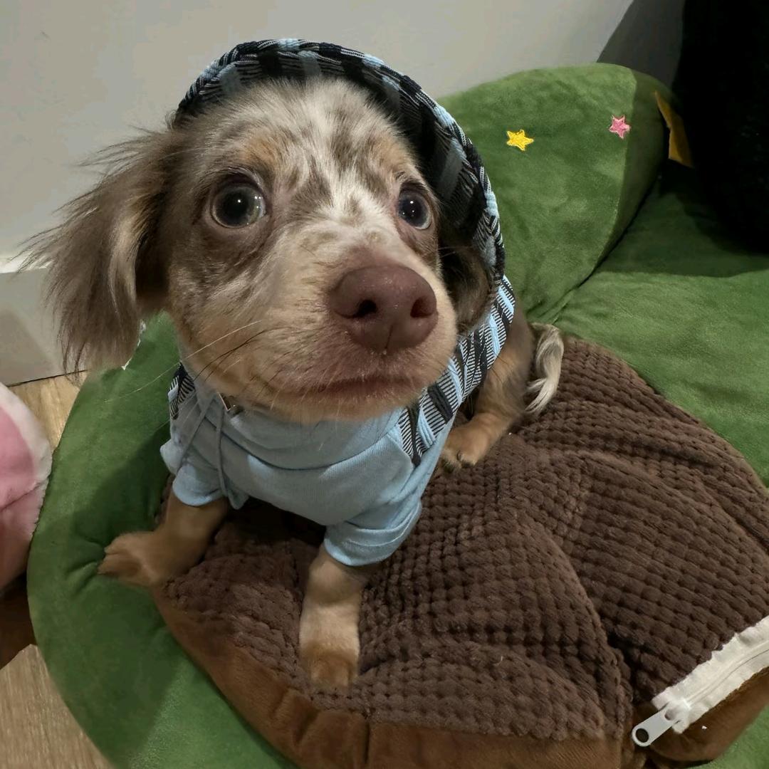 岳某人(减肥版)