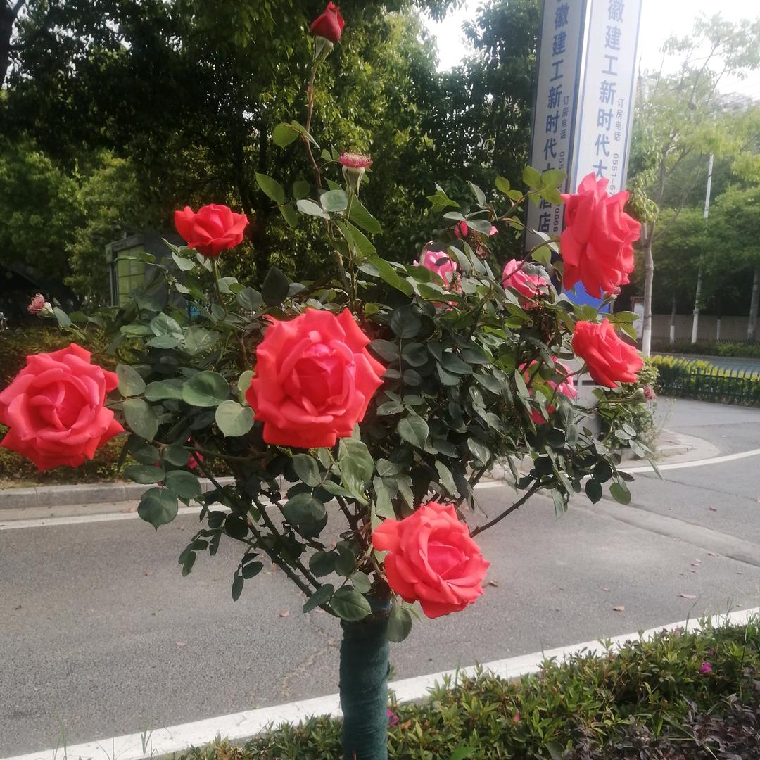 付家三姐
