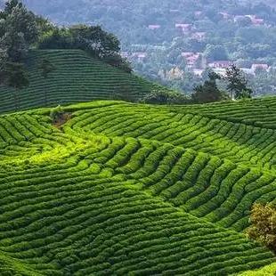 覌茶