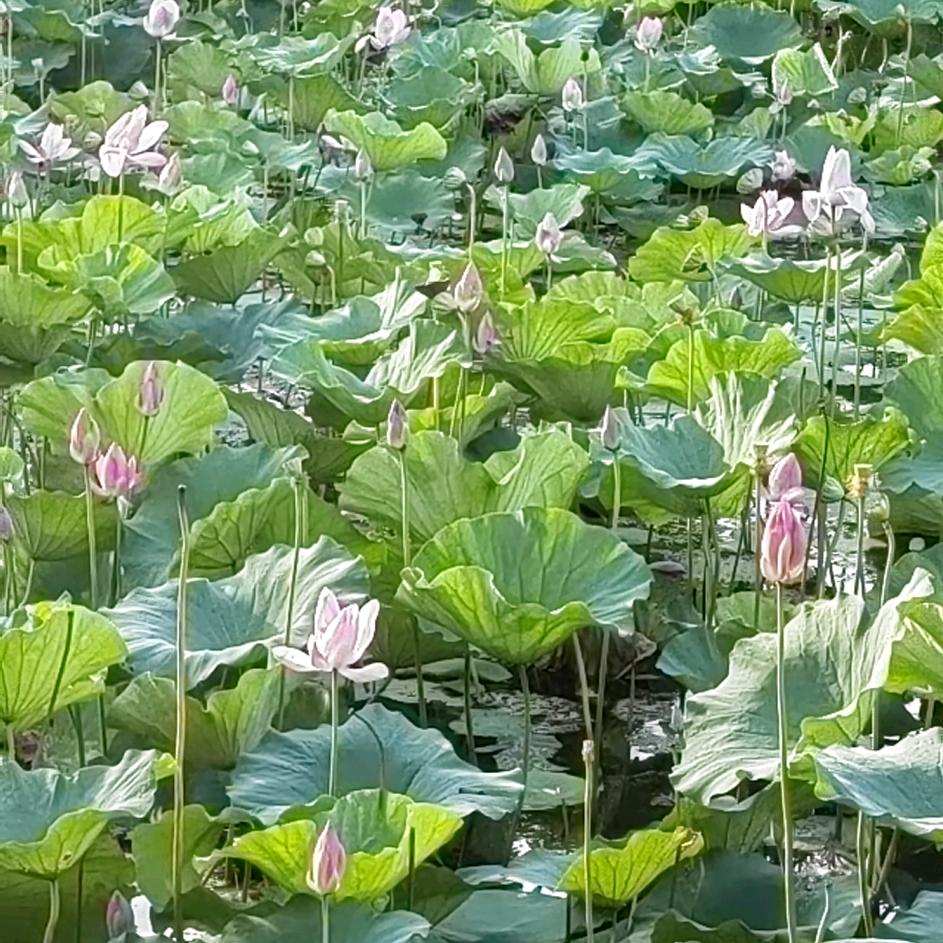 德安小杜手工鞋