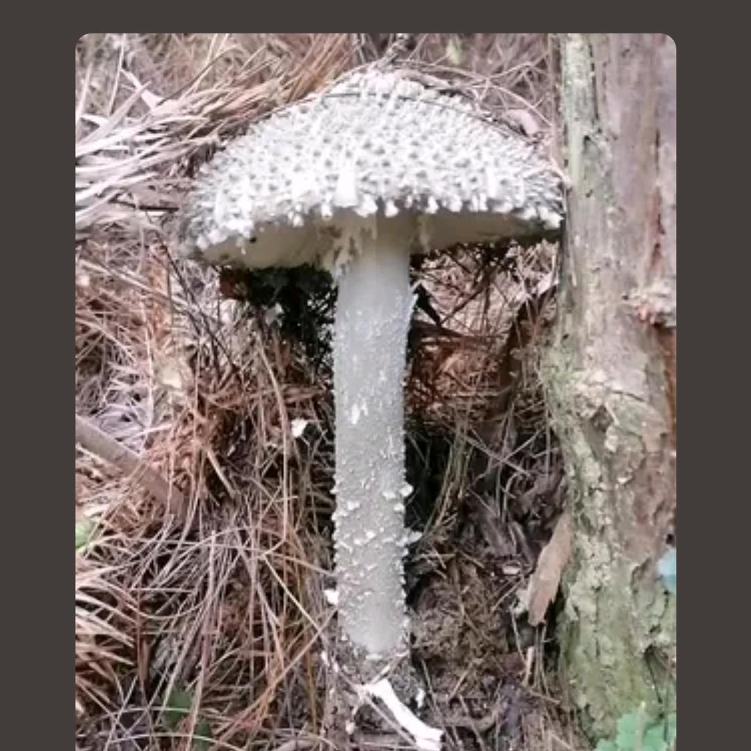 岑溪七