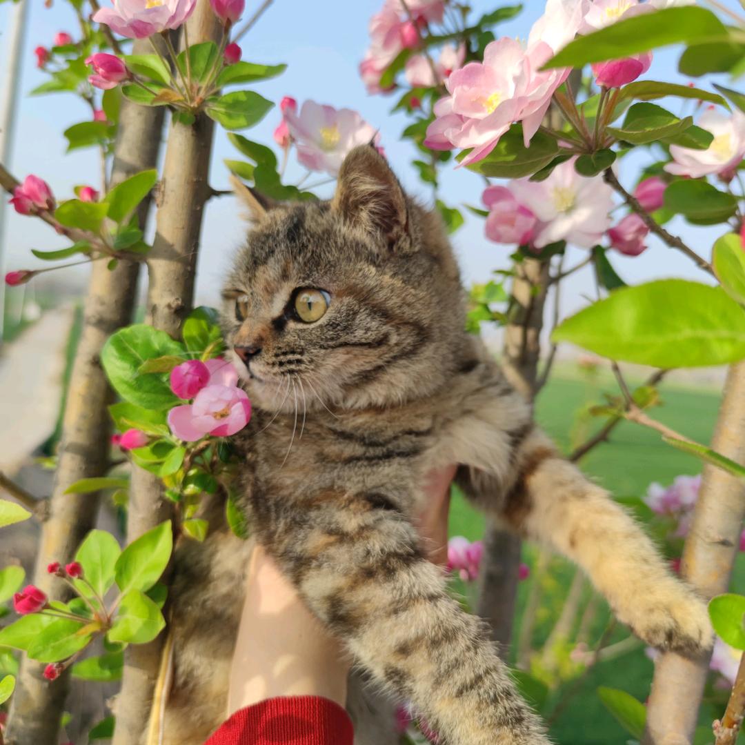 你不要给我喵喵叫