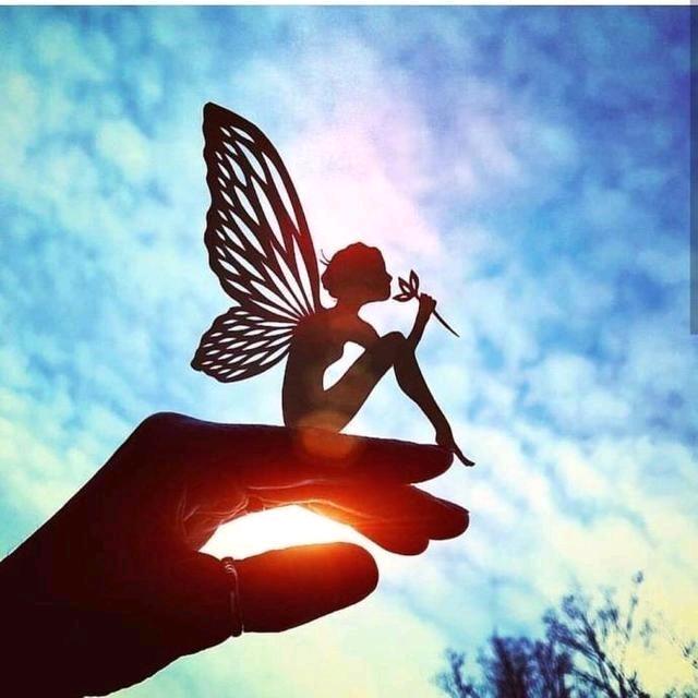 睫毛长长波斯猫