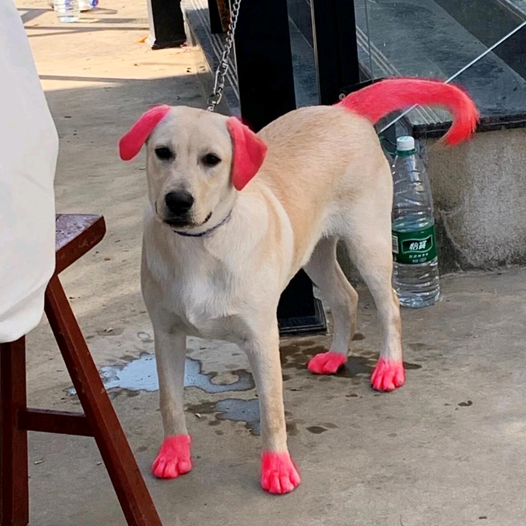 养宠的阿彬