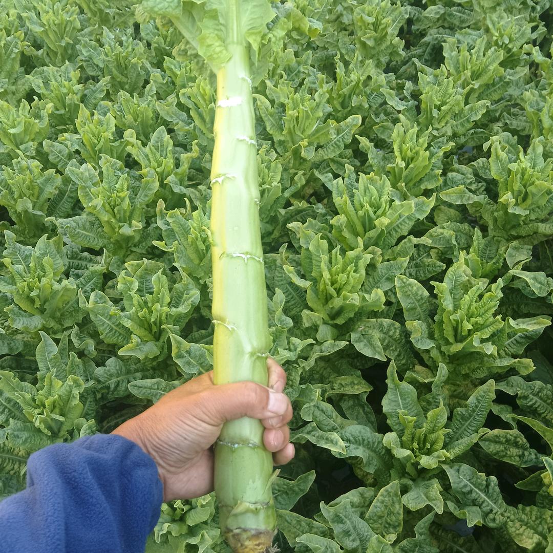 生鲜蔬菜，种植基地