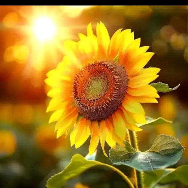 向日葵🌻的微笑🙂