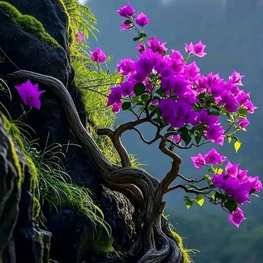 🌵杏子姐姐🌵