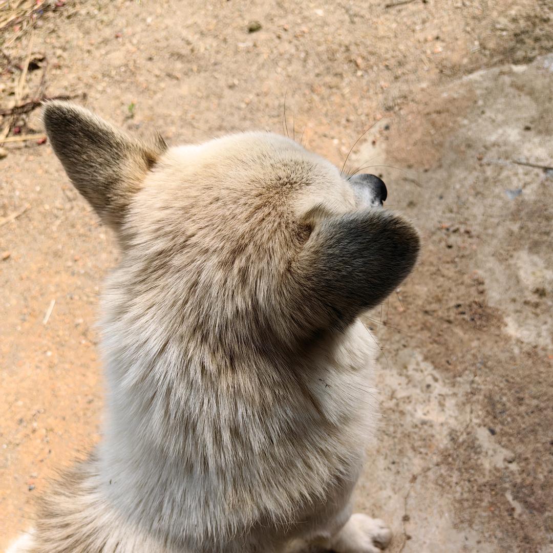 他好像一只土狗诶（买菜版）