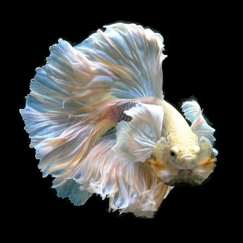 邯郸稳稳（泰斗批发零售）