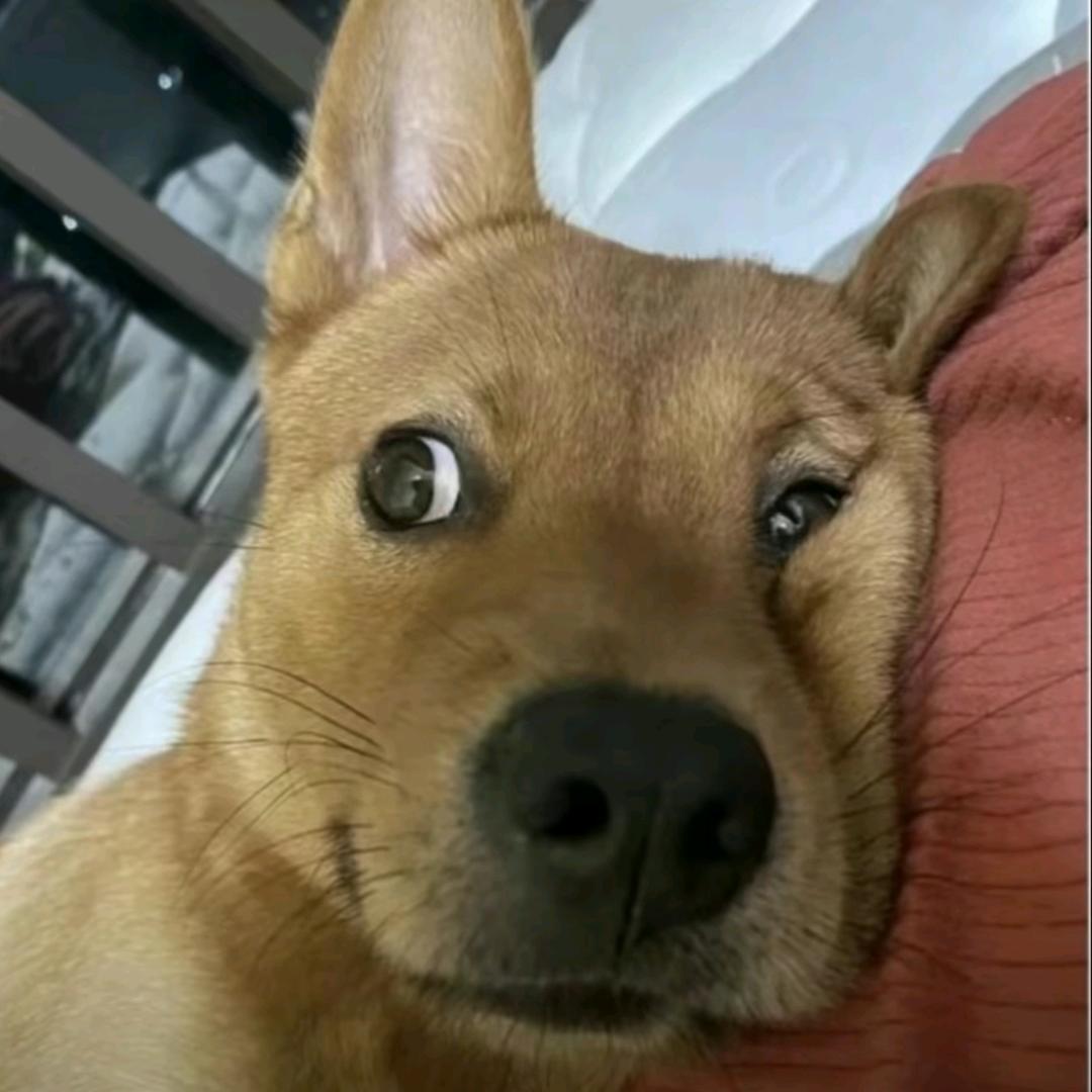 针不戳