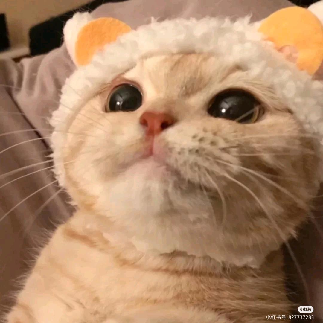 椰耶嘢烨