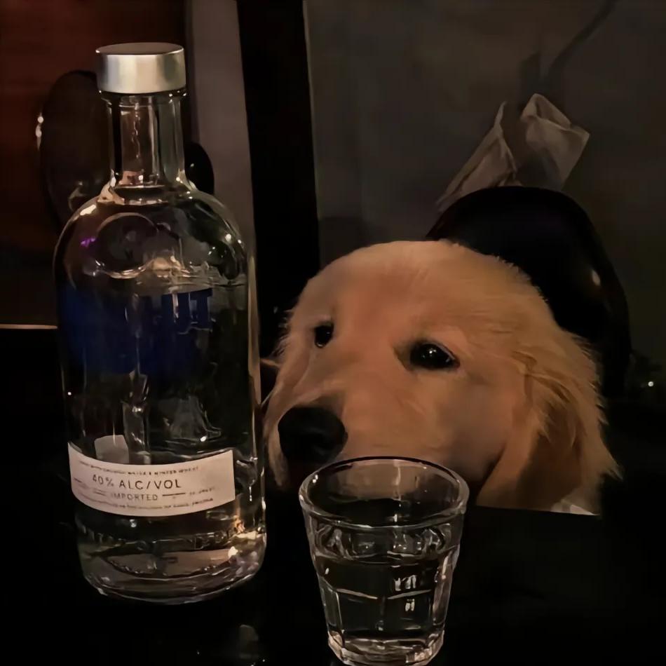 何子昕