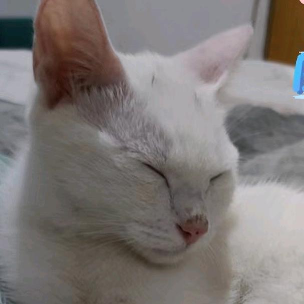 小巧儿