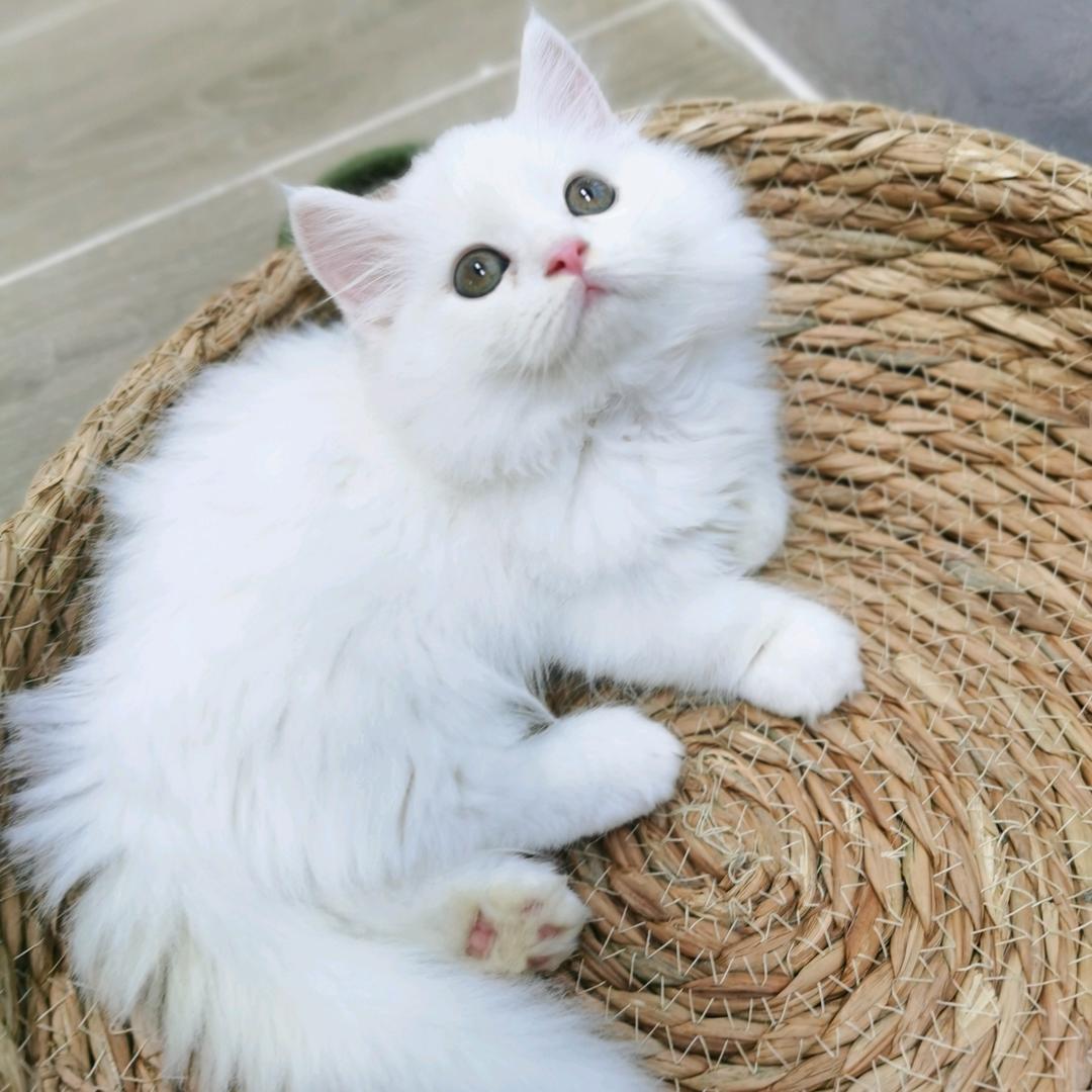 小吨吨